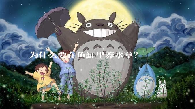 为什么要在鱼缸里养水草？